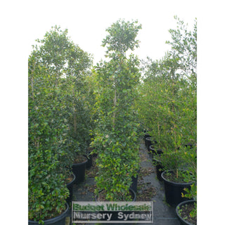 Syzygium Resilience Super Advanced 75Lt Bag 500Mm Pot Plants