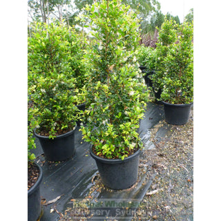 Syzygium Resilience Super Advanced 75Lt Bag 500Mm Pot Plants