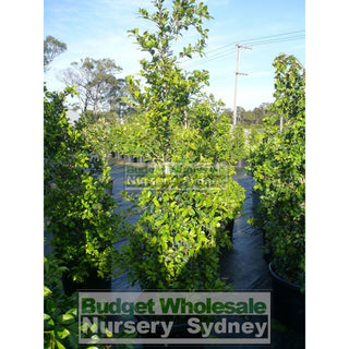 Syzygium Resilience Super Advanced 75Lt Bag 500Mm Pot Plants