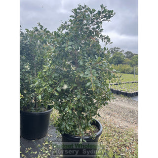 Syzygium Resilience Super Advanced 75Lt Bag 500Mm Pot Plants