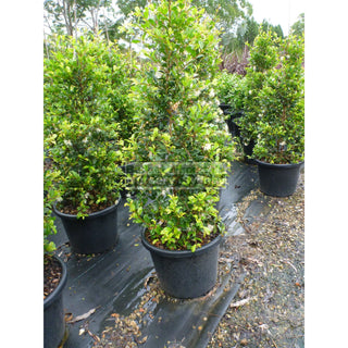 Syzygium Resilience Super Advanced 75Lt Bag 500Mm Pot Plants