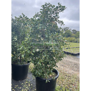 Syzygium Resilience Super Advanced 75Lt Bag 500Mm Pot Plants