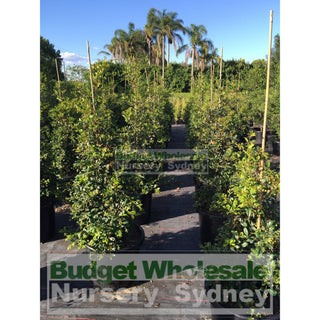 Syzygium Resilience Super Advanced 75Lt Bag 500Mm Pot Plants