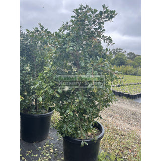 Syzygium Resilience Super Advanced 75Lt Bag 500Mm Pot Plants