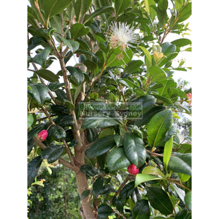 Syzygium Resilience Super Advanced 75Lt Bag 500Mm Pot Plants