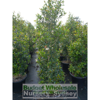 Syzygium Resilience Super Advanced 75Lt Bag 500Mm Pot Plants