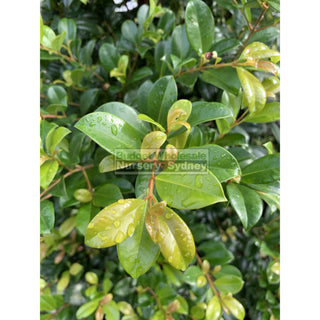 Syzygium Resilience Super Advanced 75Lt Bag 500Mm Pot Plants