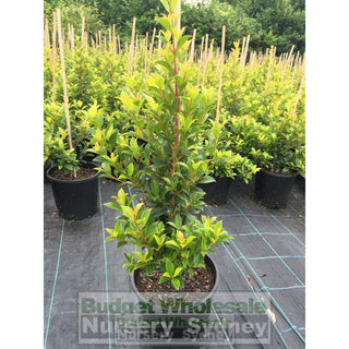 Syzygium Select Form (Psyllid Resistant Variety) 200Mm Pot Plants