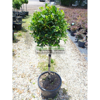 Syzygium Resilience Standard 300Mm Pot Topirary (Lollipop Plant) Plants