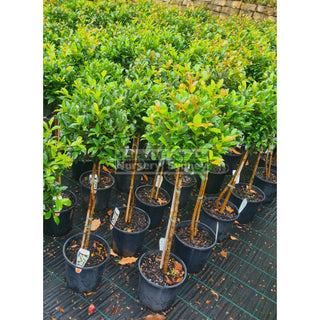 Syzygium Standard 200Mm Pot Topirary (Lollipop Plant) Plants