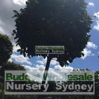Syzygium Resilience Standard 300Mm Pot Topirary (Lollipop Plant) Plants