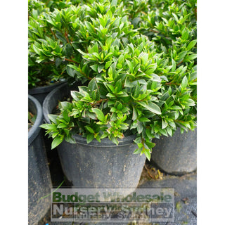 Syzygium Tiny Trev 140Mm Pot Plants