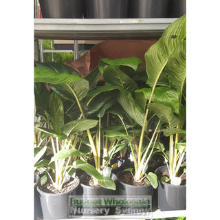 Tacca Chanterii Black (Bat Plant) 200Mm Default Type