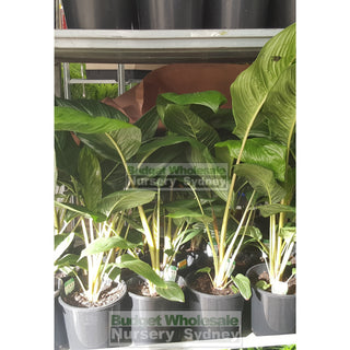 Tacca Chanterii Black (Bat Plant) 200Mm Default Type