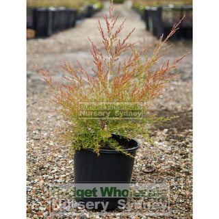 Tea Tree Leptospermum Flavescens Cardwell 200Mm Pot Plants