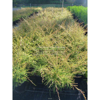 Tea Tree Leptospermum Flavescens Cardwell 200Mm Pot Plants