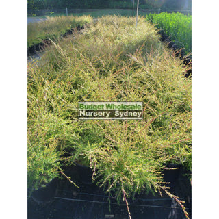 Tea Tree Leptospermum Flavescens Cardwell 200Mm Pot Plants