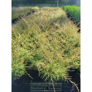 Tea Tree Leptospermum Flavescens Cardwell 200Mm Pot Plants