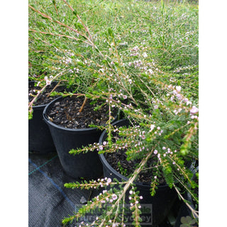 Thryptomene Saxicola 140Mm Pots Plants