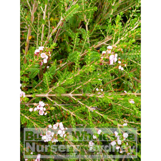 Thryptomene Saxicola Fc Payne 200Mm Pot Gift Card