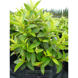 Tibouchina Jules 200Mm Pot Plants