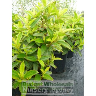 Tibouchina Jules 200Mm Pot Plants