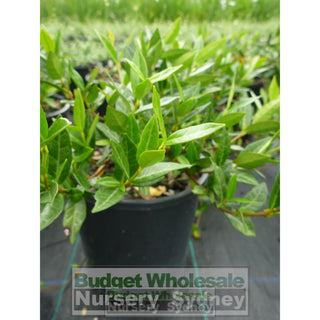 Trachelospermum Asiaticum 140Mm Pot Plants