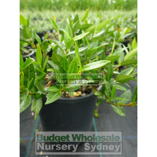 Trachelospermum Asiaticum 140Mm Pot Plants