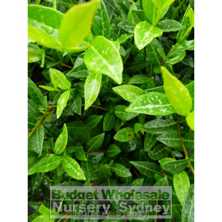 Trachelospermum Asiaticum 140Mm Pot Plants
