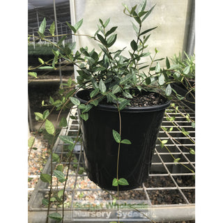 Trachelospermum Asiaticum 200Mm Pot Plants
