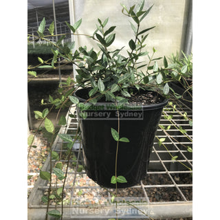 Trachelospermum Asiaticum 200Mm Pot Plants