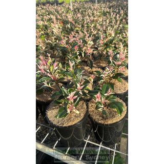 Trachelospermum Jasminoides Tricolor (Tri Colour) Varigated 140Mm Pots Plants