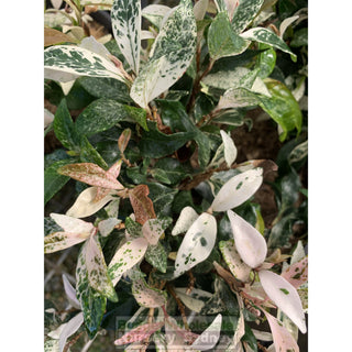 Trachelospermum Jasminoides Tricolor Varigated 200Mm Pots Plants