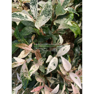 Trachelospermum Jasminoides Tricolor Varigated 200Mm Pots Plants