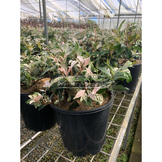 Trachelospermum Jasminoides Tricolor Varigated 200Mm Pots Plants