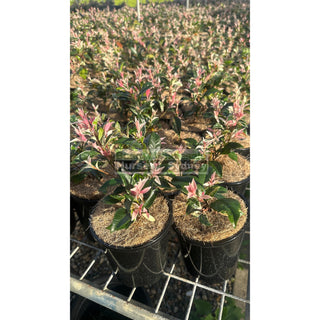Trachelospermum Jasminoides Tricolor (Tri Colour) Varigated 140Mm Pots Plants