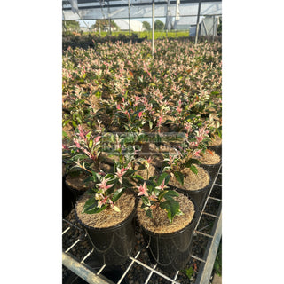 Trachelospermum Jasminoides Tricolor (Tri Colour) Varigated 140Mm Pots Plants