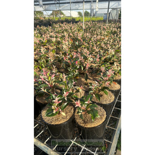 Trachelospermum Jasminoides Tricolor (Tri Colour) Varigated 140Mm Pots Plants