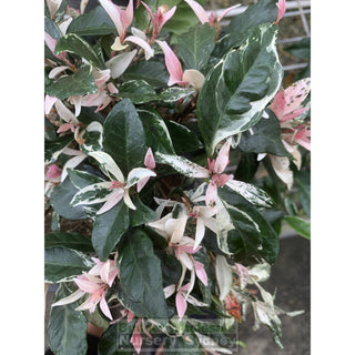 Trachelospermum Jasminoides Tricolor Varigated 200Mm Pots Plants