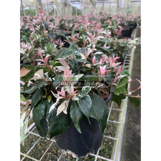 Trachelospermum Jasminoides Tricolor Varigated 200Mm Pots Plants