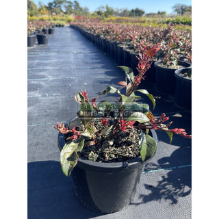 Trachelospermum Jasminoides Tricolor (Tri Colour) Varigated 200Mm Pots Plants