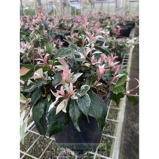 Trachelospermum Jasminoides Tricolor Varigated 200Mm Pots Plants