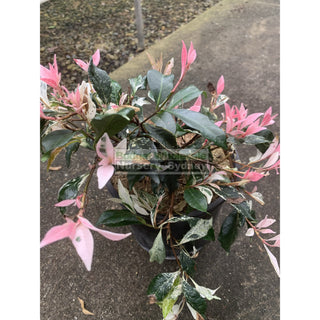 Trachelospermum Jasminoides Tricolor Varigated 200Mm Pots Plants