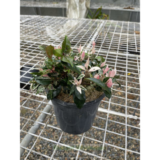 Trachelospermum Jasminoides Tricolor (Tri Colour) Varigated 200Mm Pots Plants