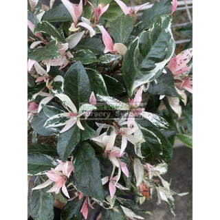 Trachelospermum Jasminoides Tricolor Varigated 200Mm Pots Plants