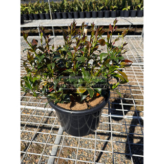 Trachelospermum jasminoides tricolor (tri colour) varigated large 270mm pots Plants