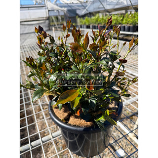 Trachelospermum jasminoides tricolor (tri colour) varigated large 270mm pots Plants