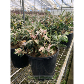 Trachelospermum Jasminoides Tricolor Varigated 200Mm Pots Plants