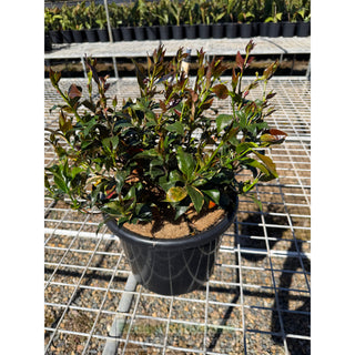 Trachelospermum jasminoides tricolor (tri colour) varigated large 270mm pots Plants