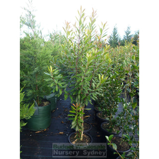 Tristaniopsis Laurina Large 300Mm Pot/25L Water Gum Tree Default Type